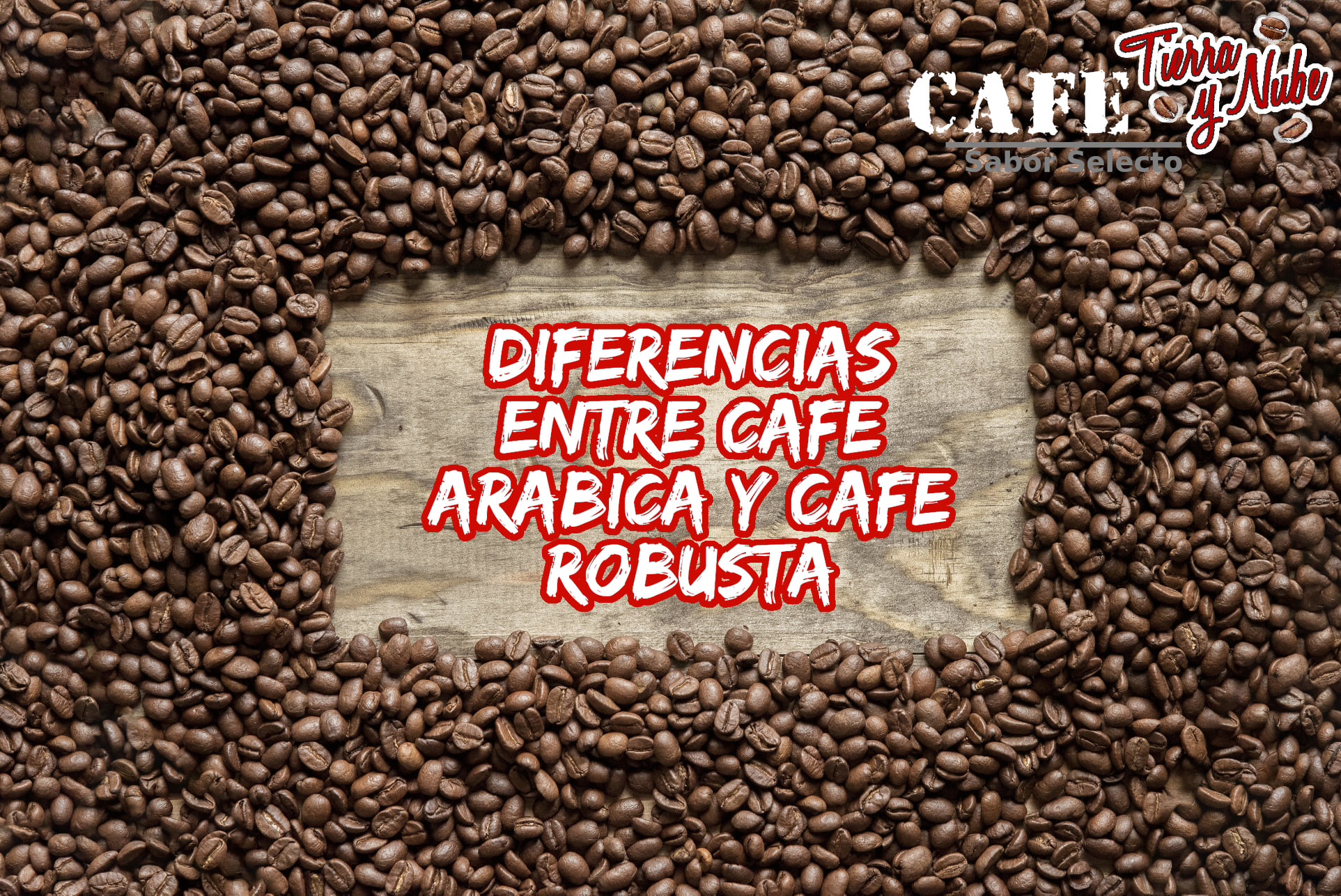 Especies de Plantas de Café: Arábica vs Robusta de Especialidad